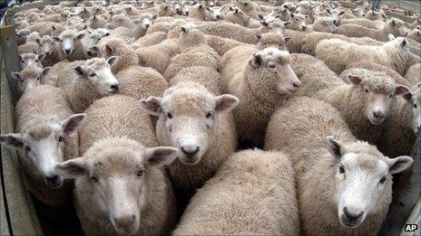 A flock of sheep