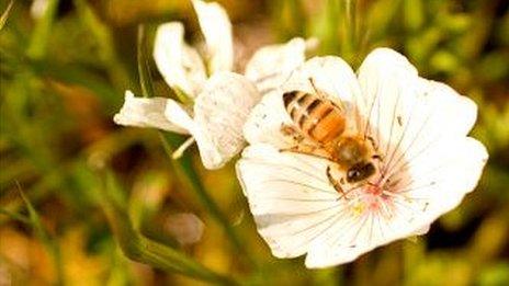 A bee on a flower