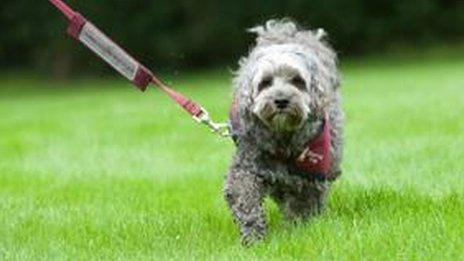 A hearing dog