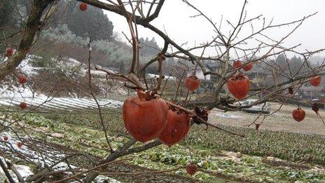 Fruit and vegetables remain unpicked due to comtamination fears