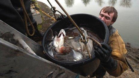 Fish being rescued