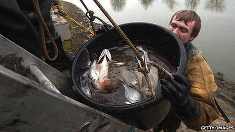 Fish being rescued