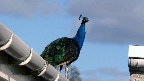 A peacock on a roof