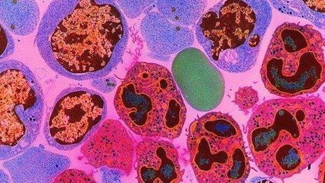 Section through bone marrow cells