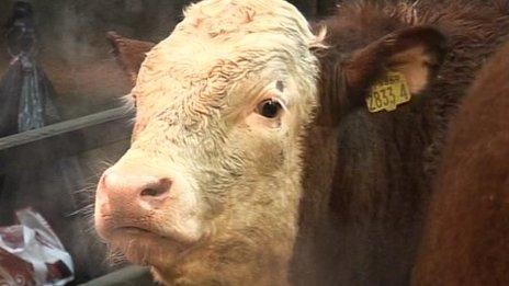 bull at dungannon beef expo