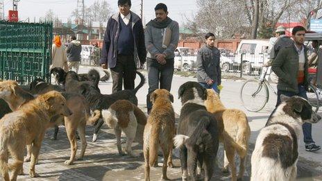 Stray dogs in Srinagar