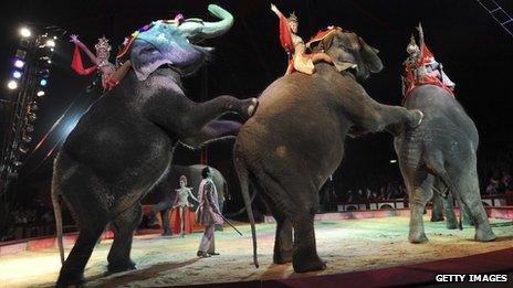 Elephants performing in Munich, Germany in 2007. Photo: Getty Images