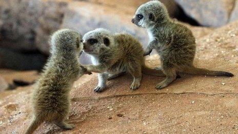 The meerkat triplets at Bristol Zoo