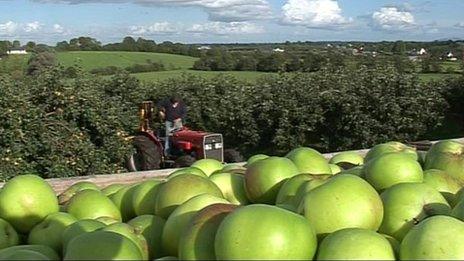 bramley apples