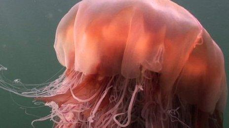 Jellyfish