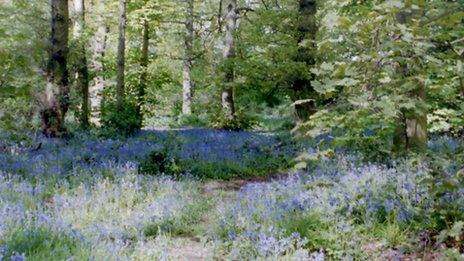 Bluebells in Chaddesden Wood