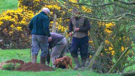 Heavier dogs like this one are used to kill the badgers