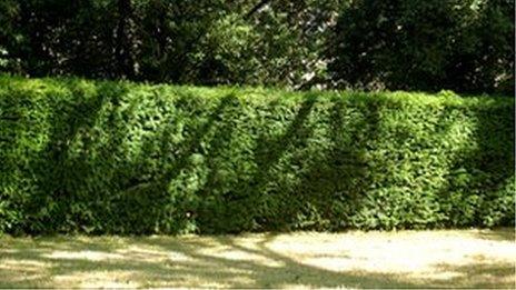 Hedge