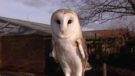 Barn owl at a farm