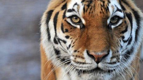 Tiger Sasha. Pic: Highland Wildlife Park