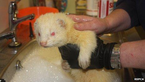 Rescued ferret gets a wash