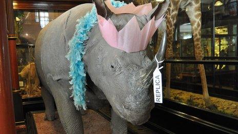 Rosie the rhino wearing a party hat at Ipswich Museum