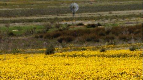 A field of blooming flowers on August 10, 2009 on the outskirt of the small town of Nieuwoudtville in the Northern Cape