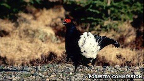 Black Grouse