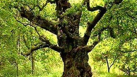 Major Oak