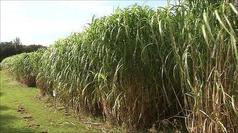 Elephant grass growing in a field in Northern Ireland