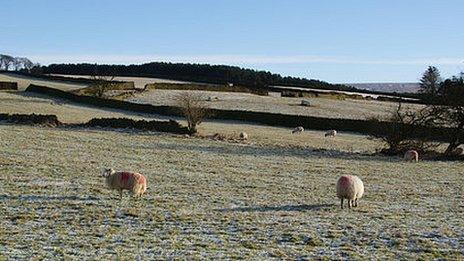 Sheep and walls above Hurstwood