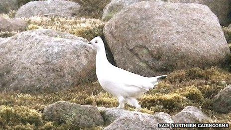 Female ptarmigan. Pic: SAIS Northern Cairngorms