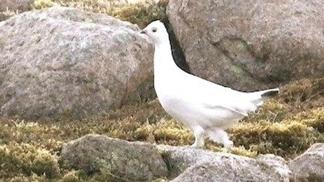 Female ptarmigan. Pic: SAIS Northern Cairngorms