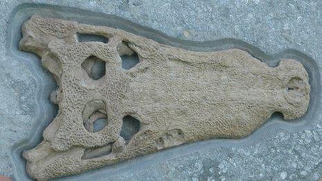 Fossilised crocodile skull