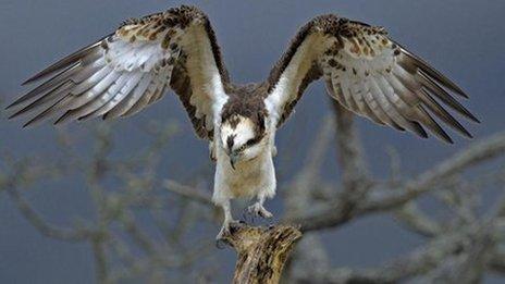 Osprey (pic: Andy Rouse)