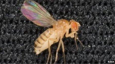 Sleeping fruit fly