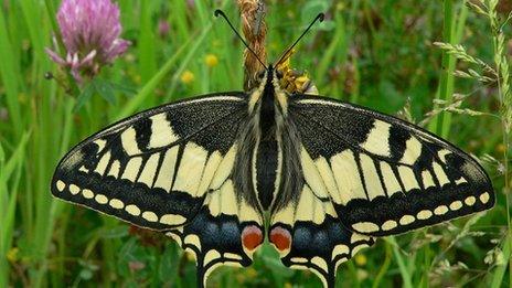 Swallow Tail Butterfly