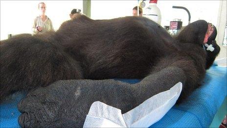 Shufai the gorilla on operating table in Cameroon