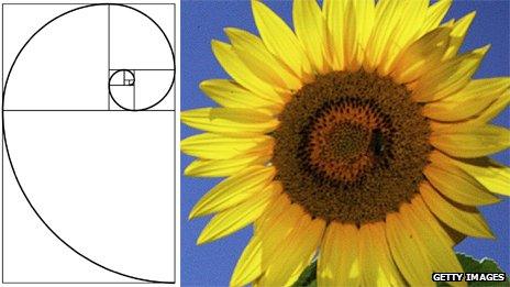 A Fibonacci spiral and a sunflower