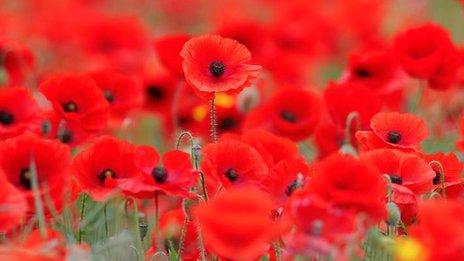 A field of poppies