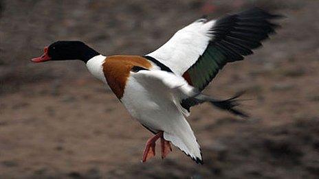 Shelduck