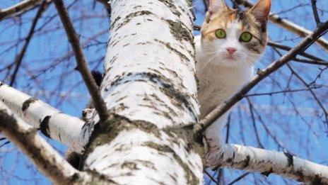 Cat in tree