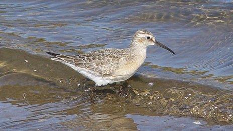 A curlew sandpiper, photographed at The Sanctuary