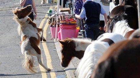 Horses
