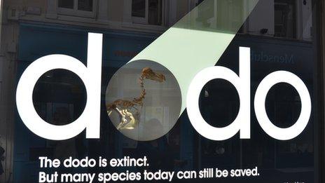 Dodo skeleton in de Gruchy's window