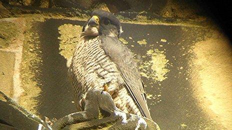 Peregrine falcon (pic: Des James)