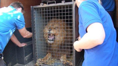 Samson the Lion in Cornwall