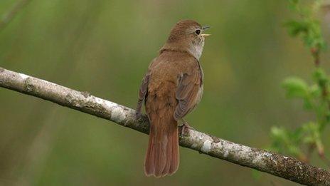 Nightingale