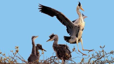 Herons at Attenborough Nature Reserve