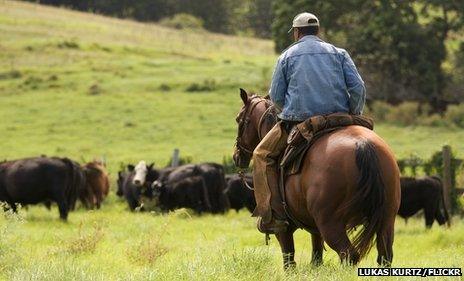 Cowboy in South Maui, Kula Highway