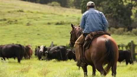 Cowboy in South Maui, Kula Highway