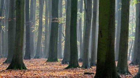 Beech tree forest