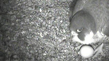 Peregrine falcon and egg