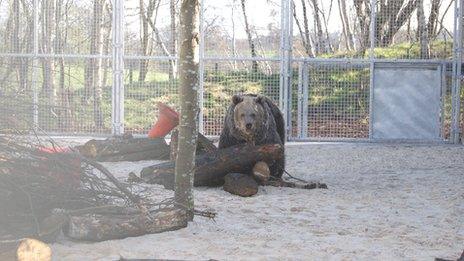 The bears in their new enclosure