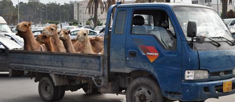 Camels arrive at market